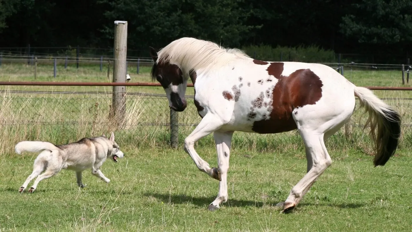 A pinto horse and a husky playing in a grassy field, showcasing horse companionship with other animals. 