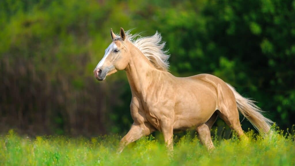 Picture of a golden Palomino running in a pasture.