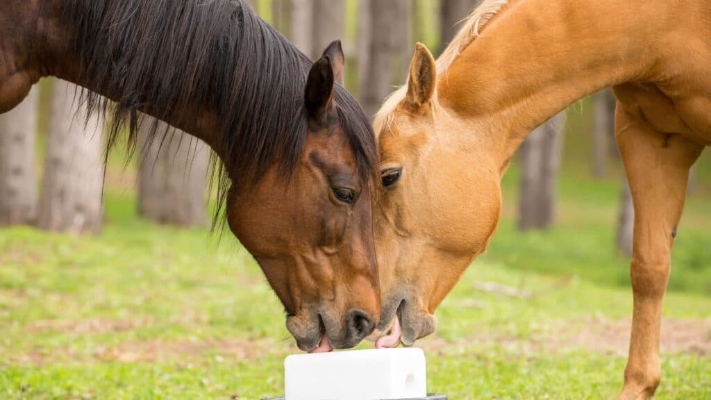 Picture of horses licking a salt block on the ground,