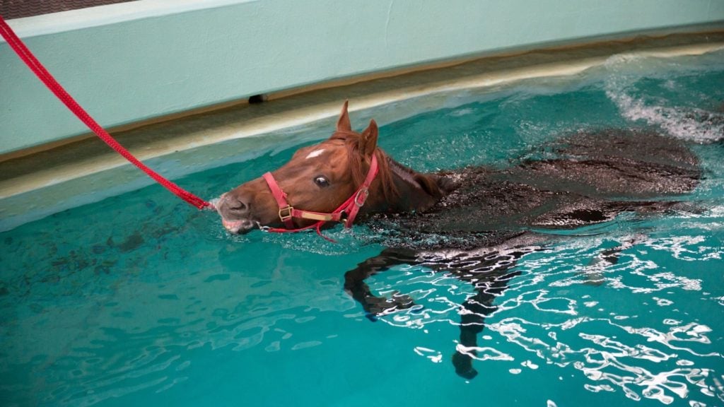 Picture of a horse in aqua therapy, this answers the question, can horses swim. 