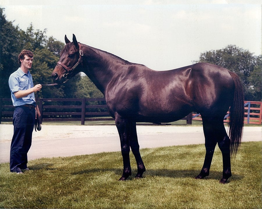 Photograph of triple crown winner Seattle Slew,