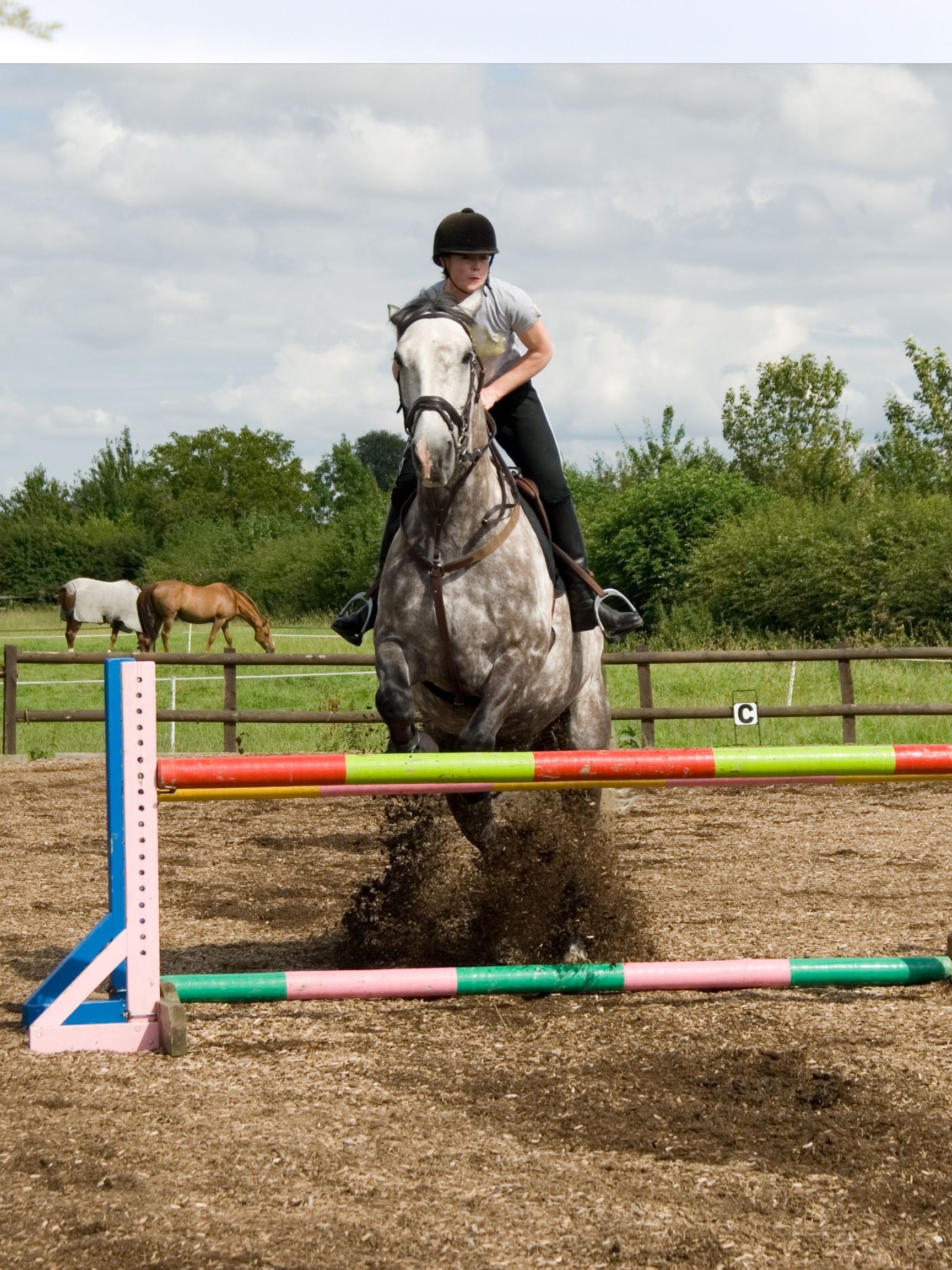 The Best Horse Breeds for Dressage and Show Jumping. Top 5