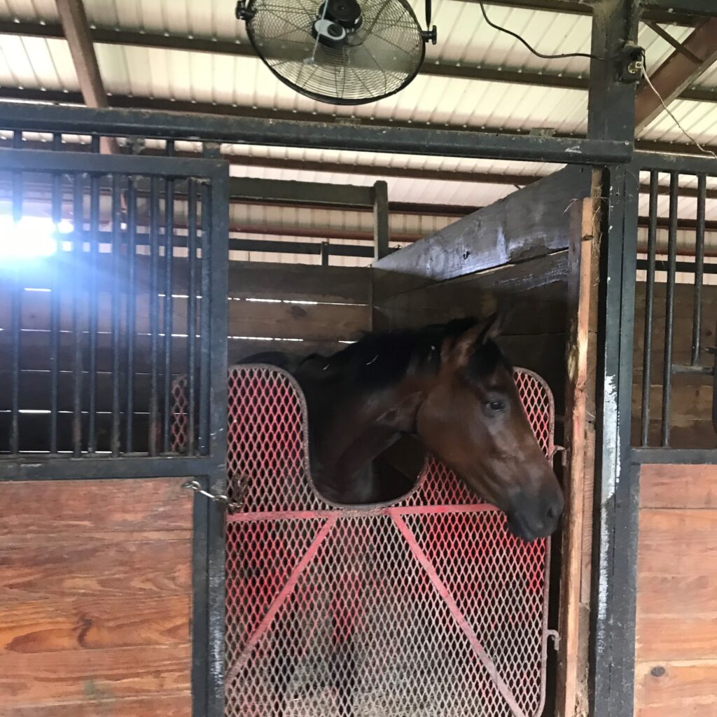 Picture of a horse in a stall with a barn fan blowing.