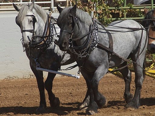 Picture of blue roan belgian horses.