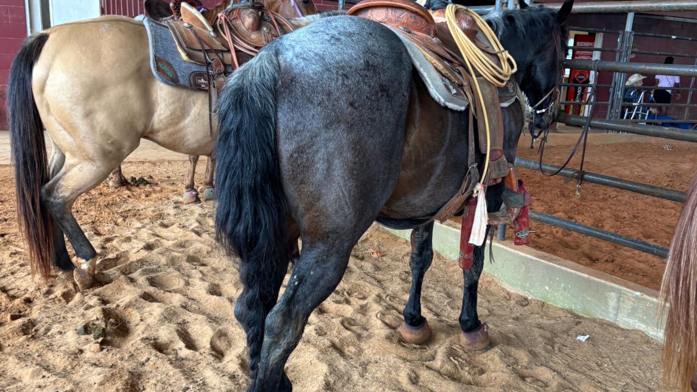 Close-up of a blue roan horse coat showing the distinctive mix of black and white hairs that create the roan pattern, standing next to a dun Quarter Horse.