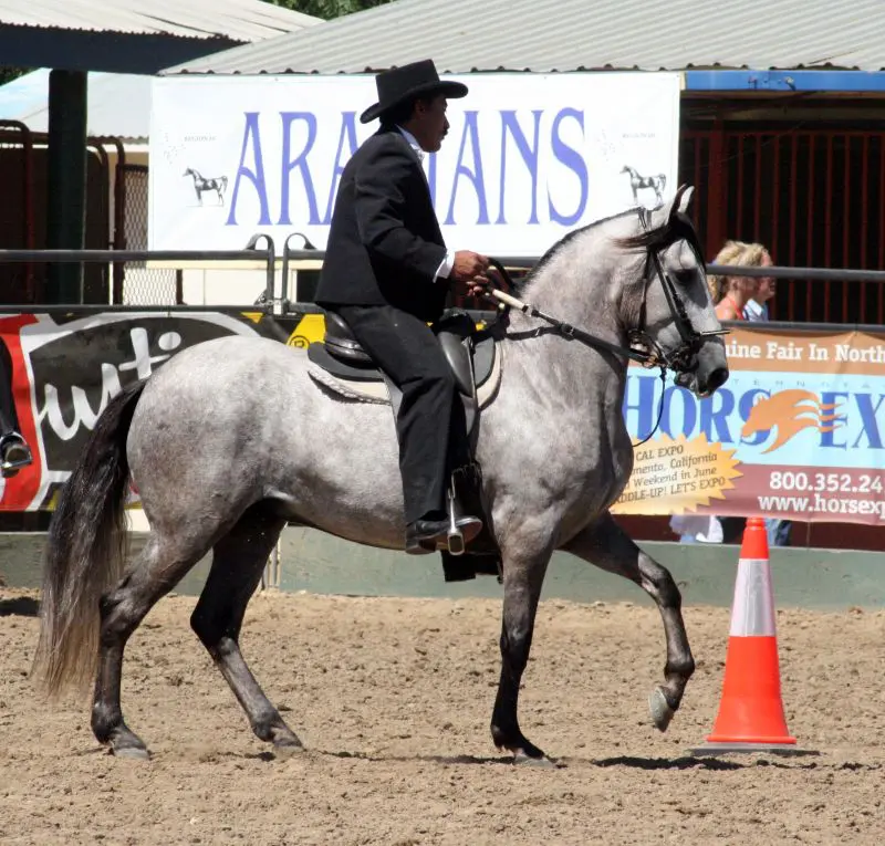 Picture of a blue roan Paso Fino.