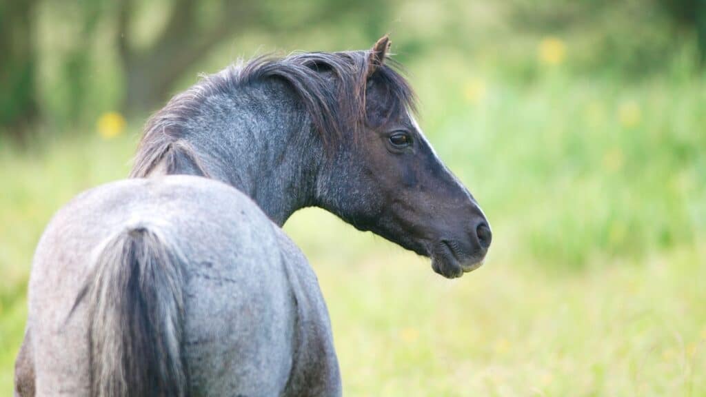 Picture of a blue roan horse,