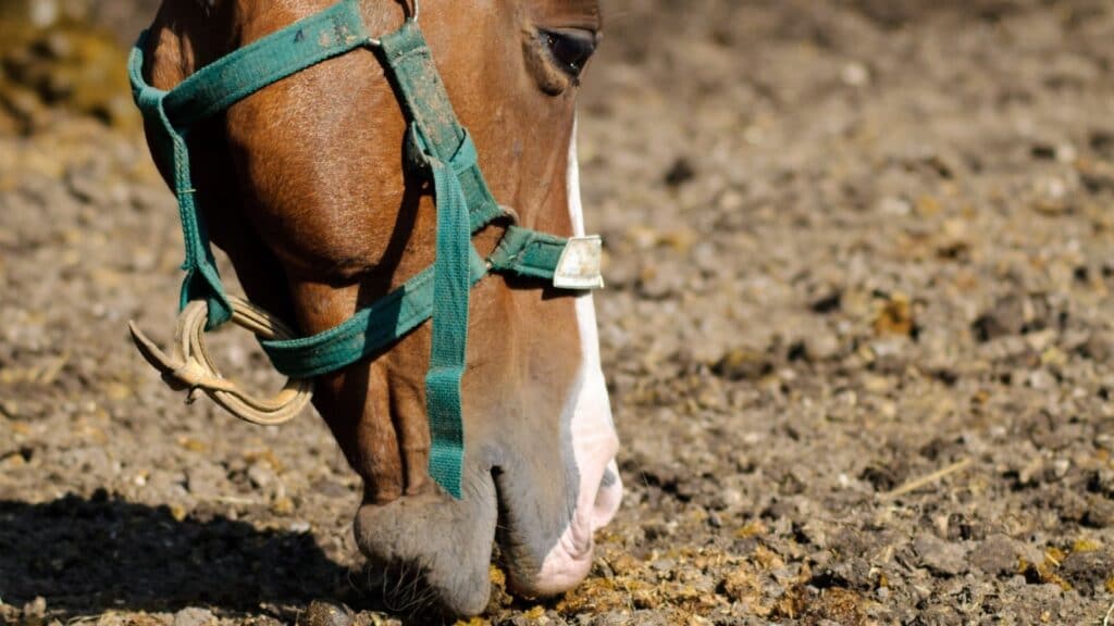 Picture of a horse eating dirt.