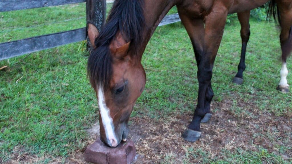 Picture of a horse licking a mineral block while in a paddock. 