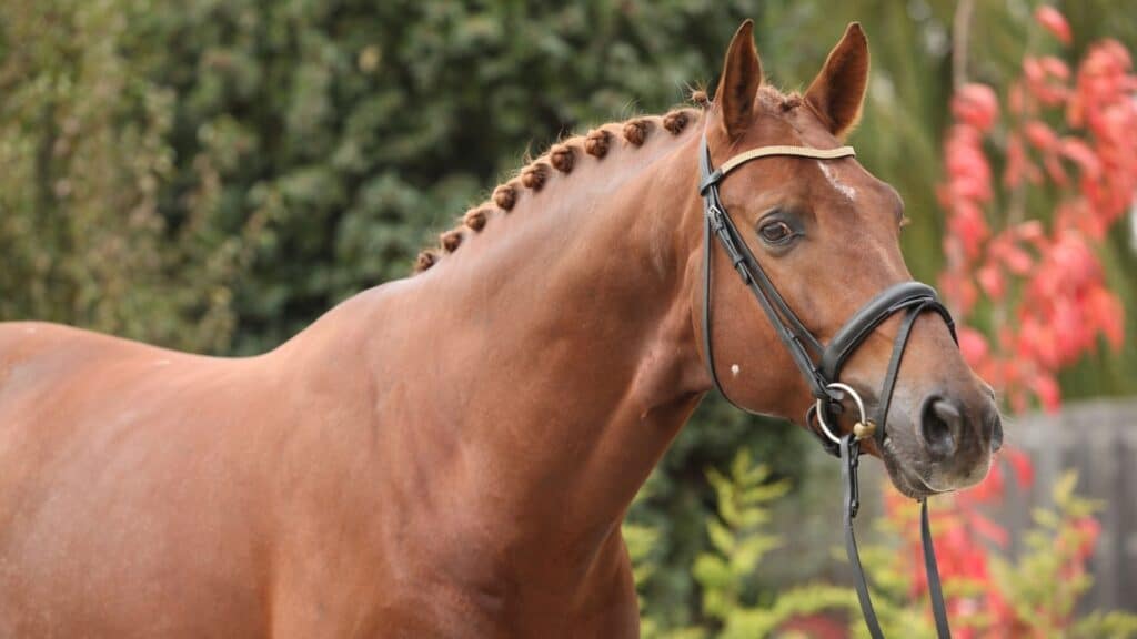 The Best Horse Breeds for Dressage and Show Jumping. Top 5
