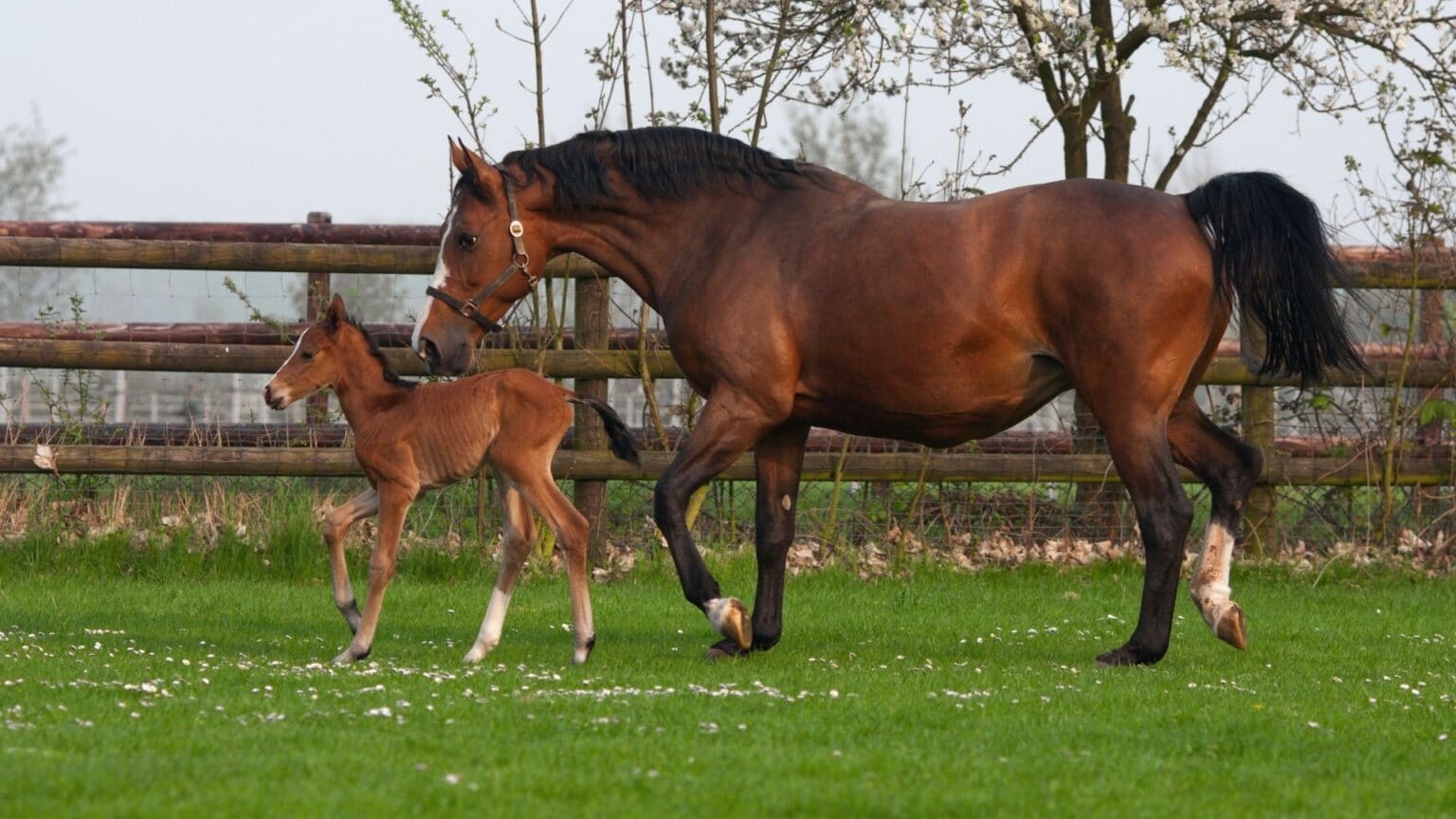 The Best Horse Breeds For Dressage And Show Jumping. Top 5