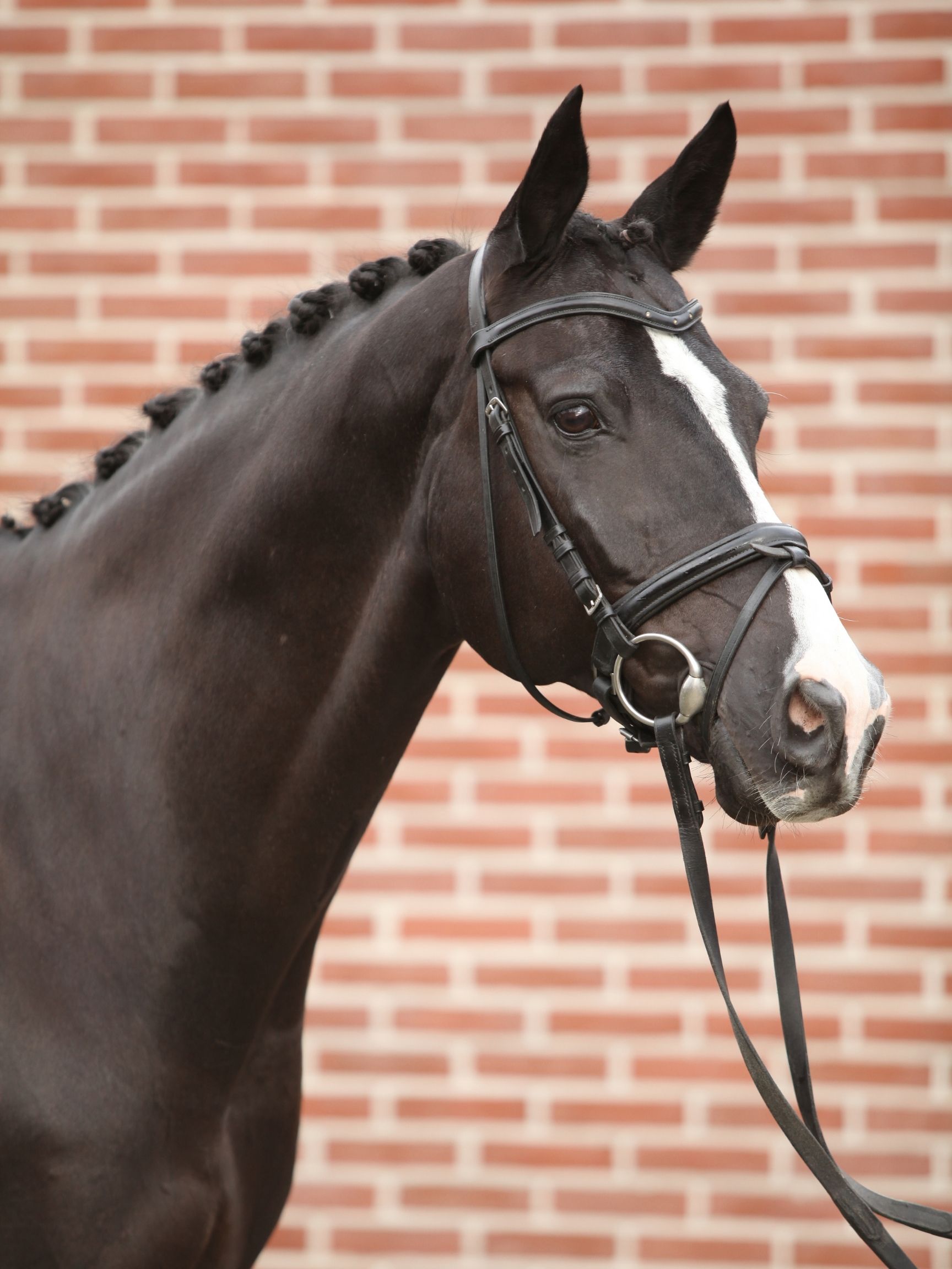 The Best Horse Breeds For Dressage And Show Jumping. Top 5