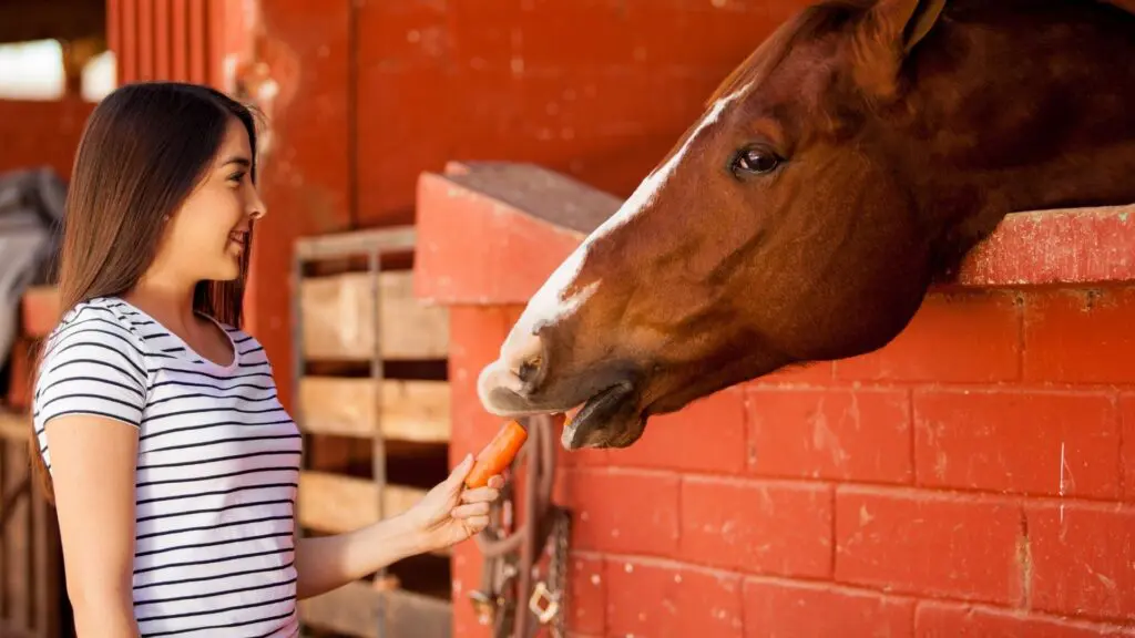 Picture of a girl feeding her horse a carrot,