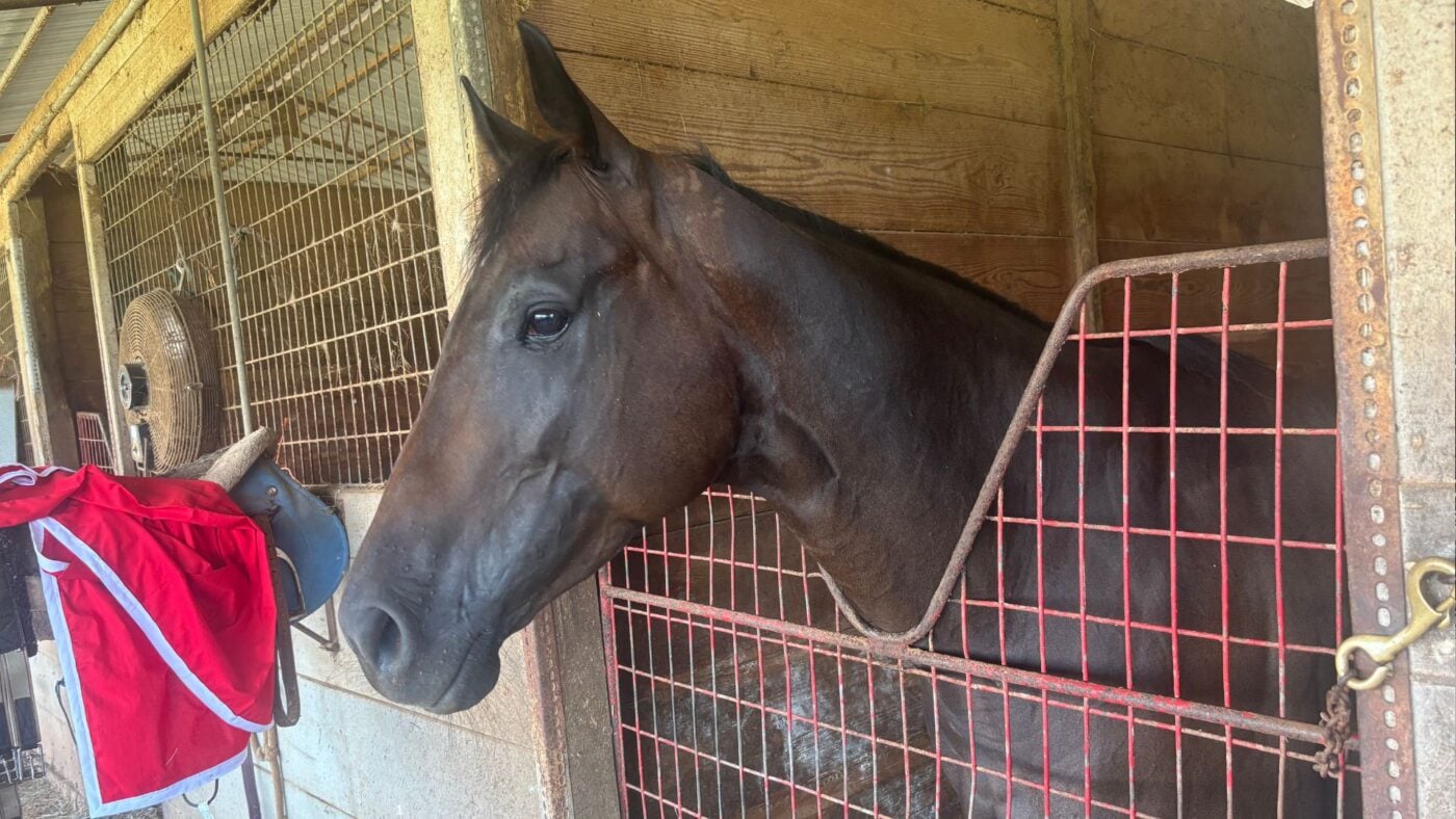 Three-year-old filly standing at a stall gate, illustrating horse pawing behavior and stall impatience.