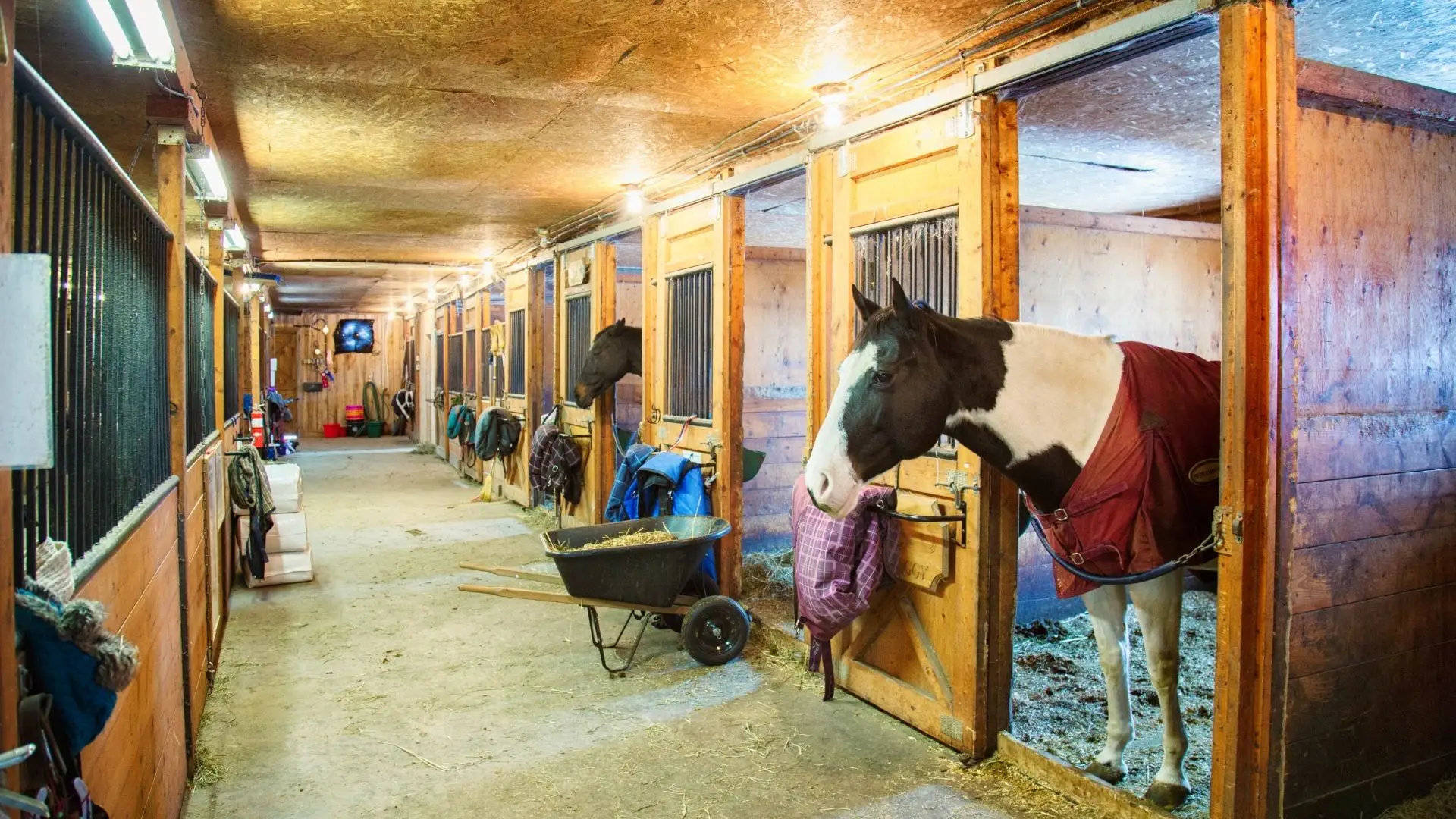 Picture of a barn with a concrete aisleway and clay stall floors.