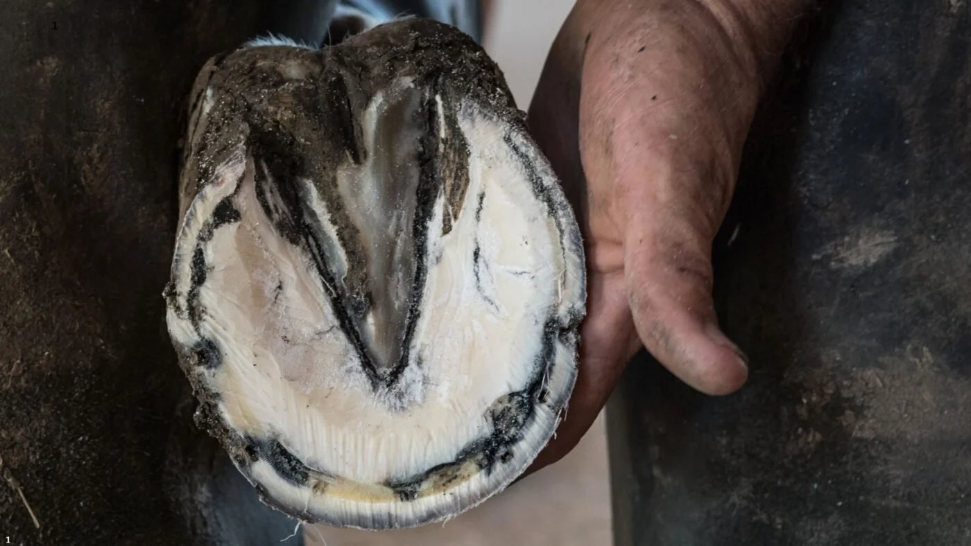 How Much Does It Cost to Raise a Horse: From Foal to Full Grown Farrier trimming a foal’s hooves, an essential part of young horse maintenance