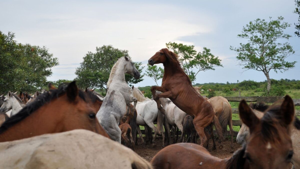 The Proud Cut Horse Decoded A Cut To The Chase