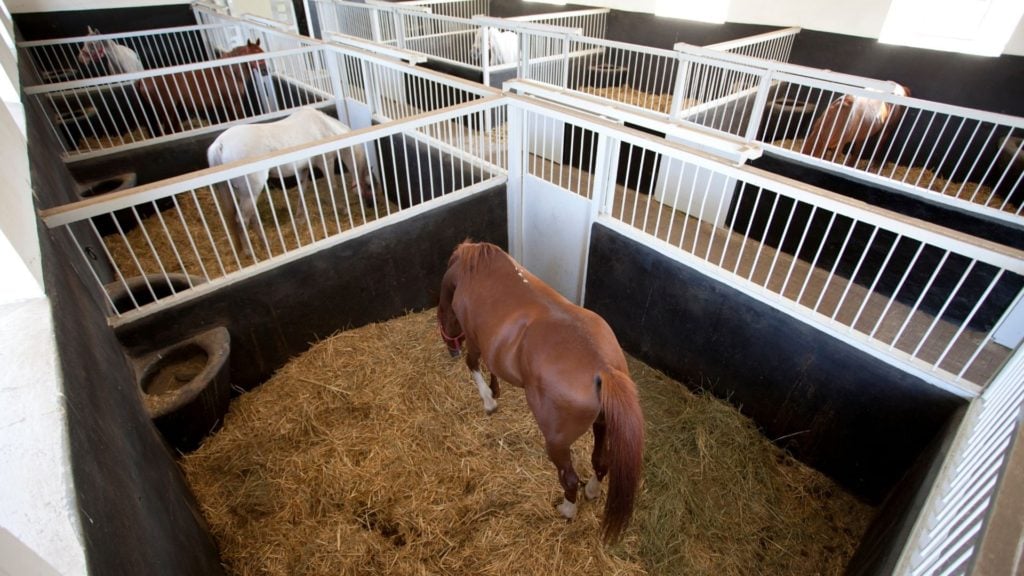 overhead picture of a horse in a stall,