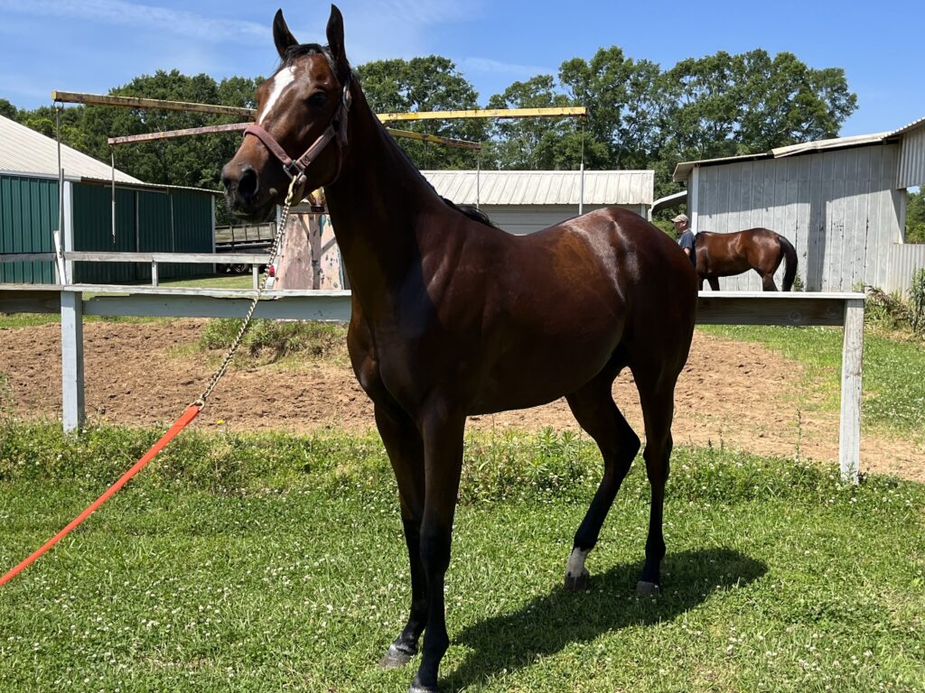 Picture of our two-year-old bay thoroughbred.