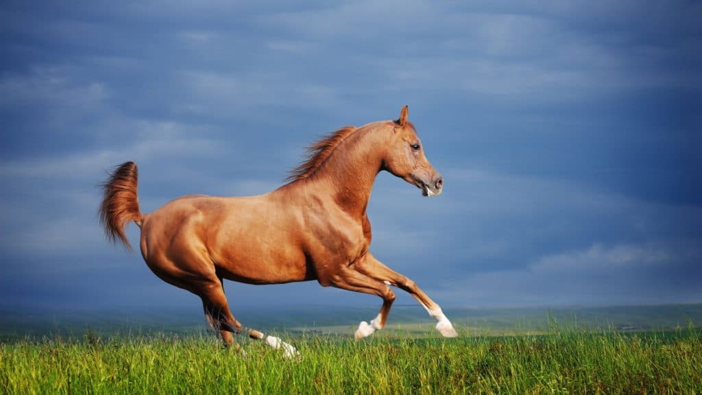 wild arabian horses in the desert