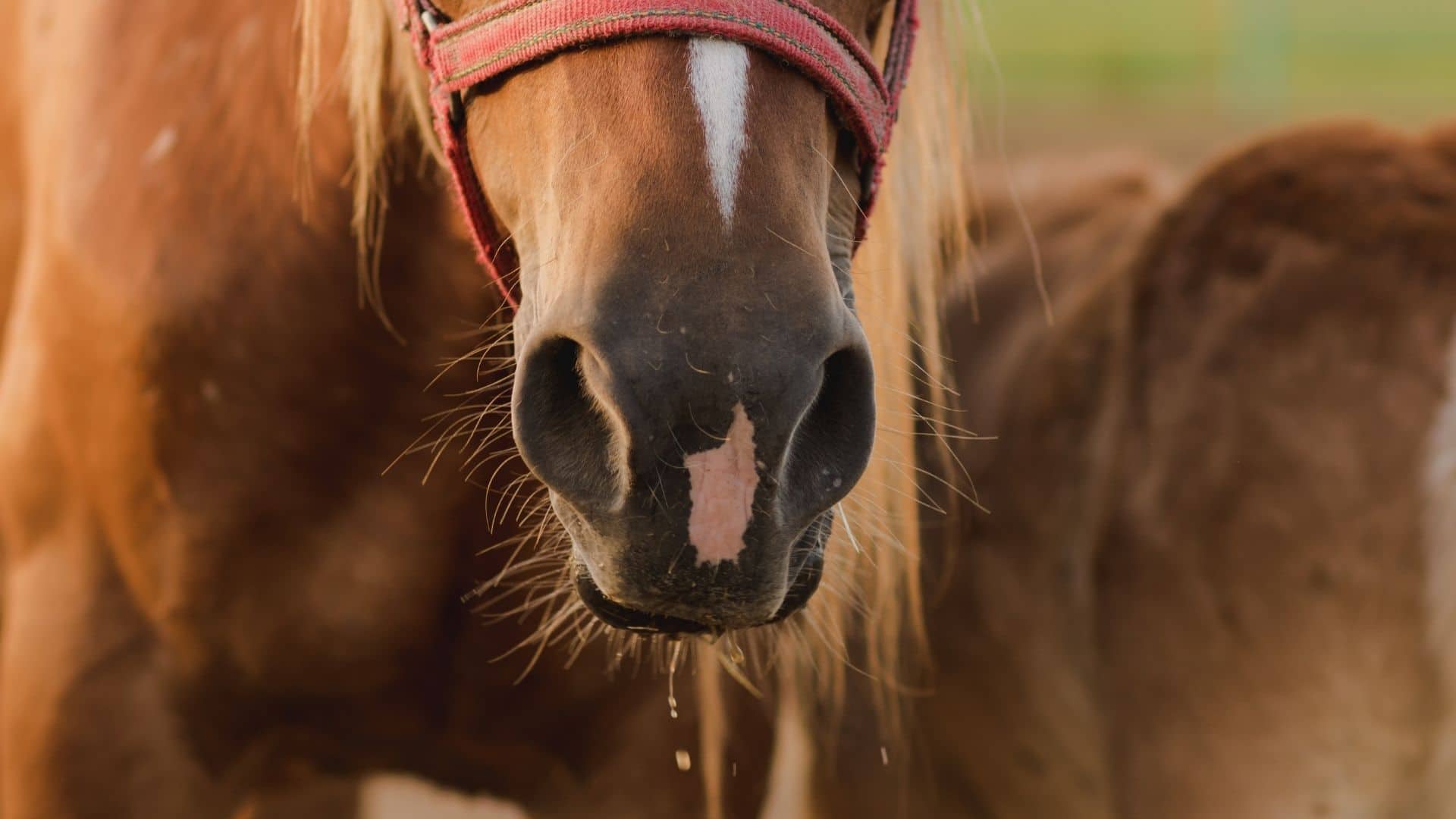 Why Does My Horse Drool? The 10 Most Common Causes