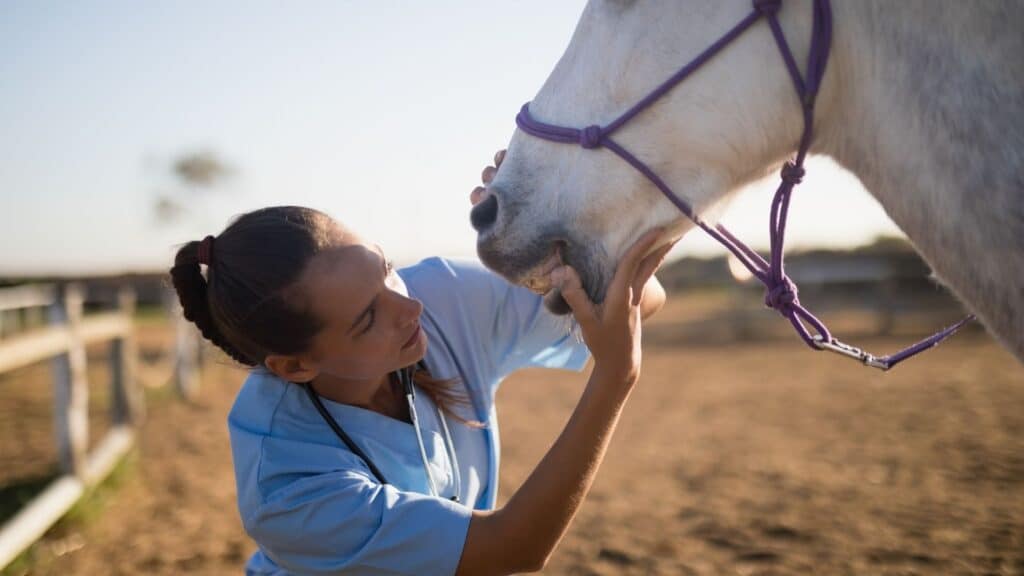 drool,horses,