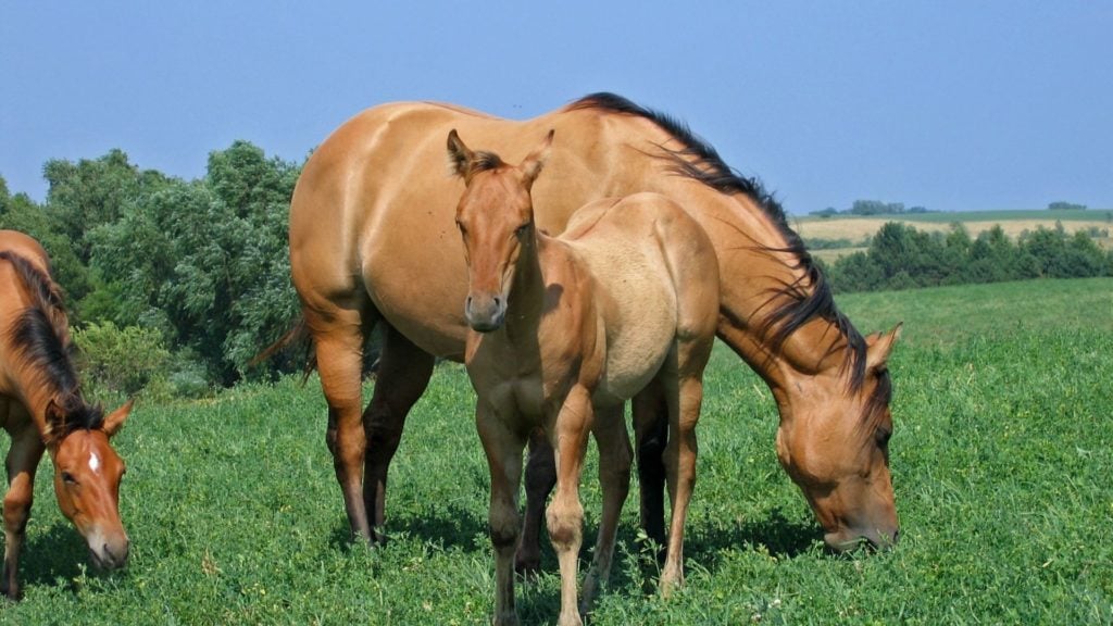 picture of a foal and its mother, both look like duns