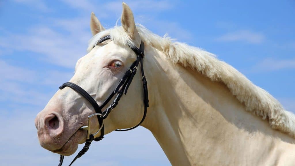 picture of a perlino horse, 