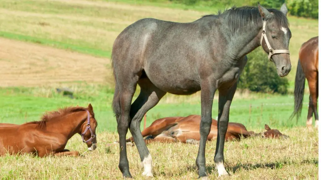 A horse lying down in a pasture to achieve REM sleep, debunking horse health myths about sleeping habits.