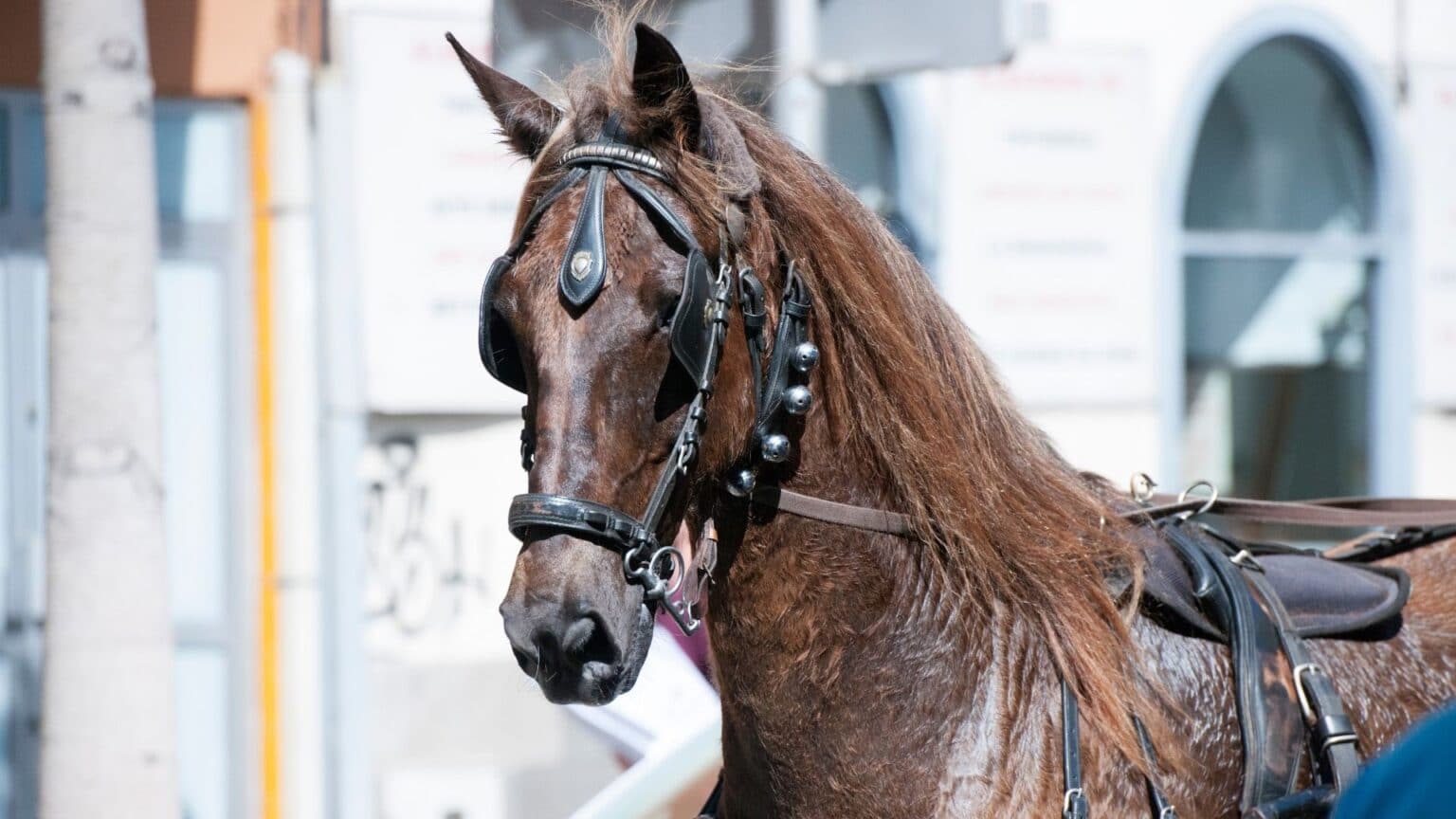 Do Horses Sweat, and 5 More Intriguing Questions Answered.