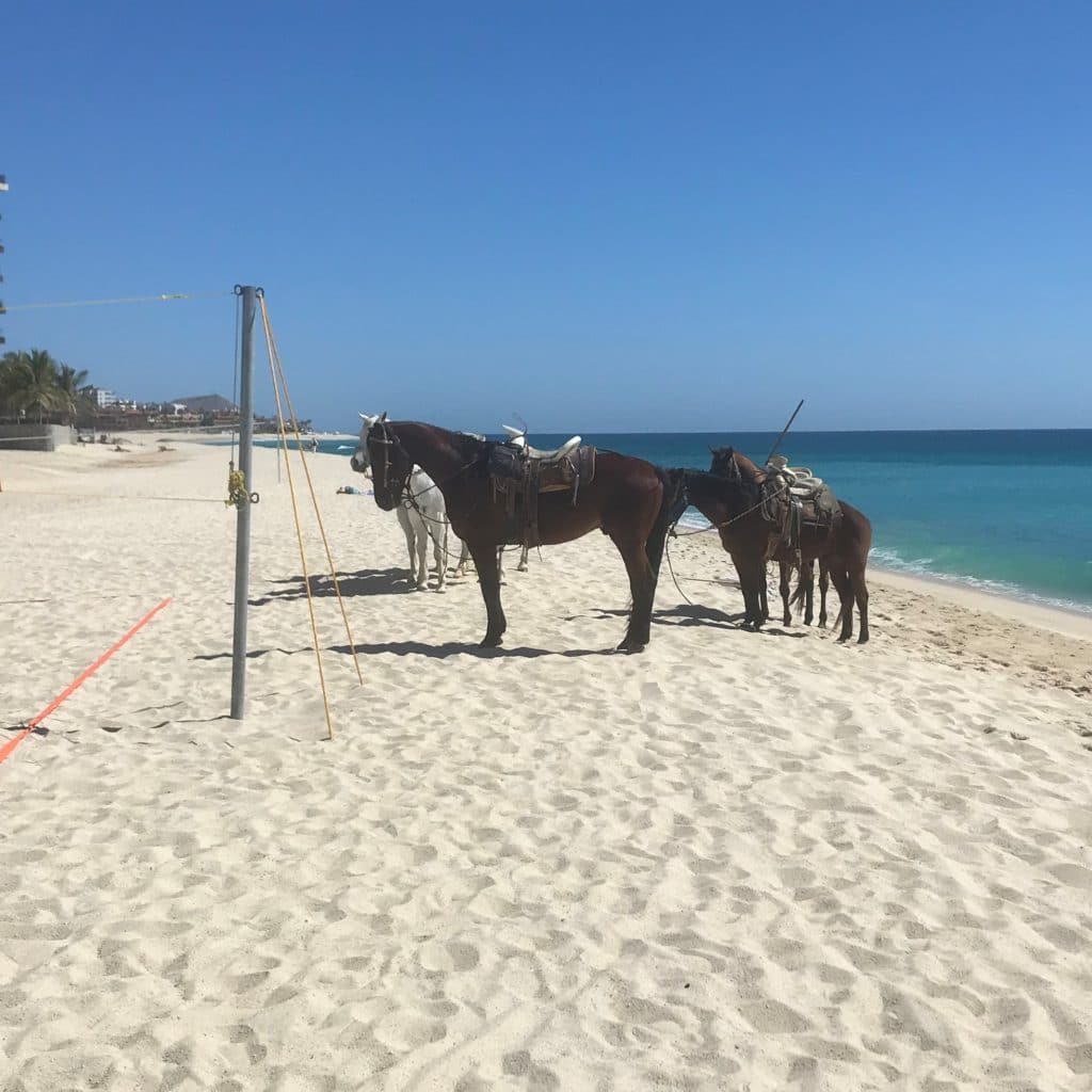 picture of horses on the beach, beaches, horses,