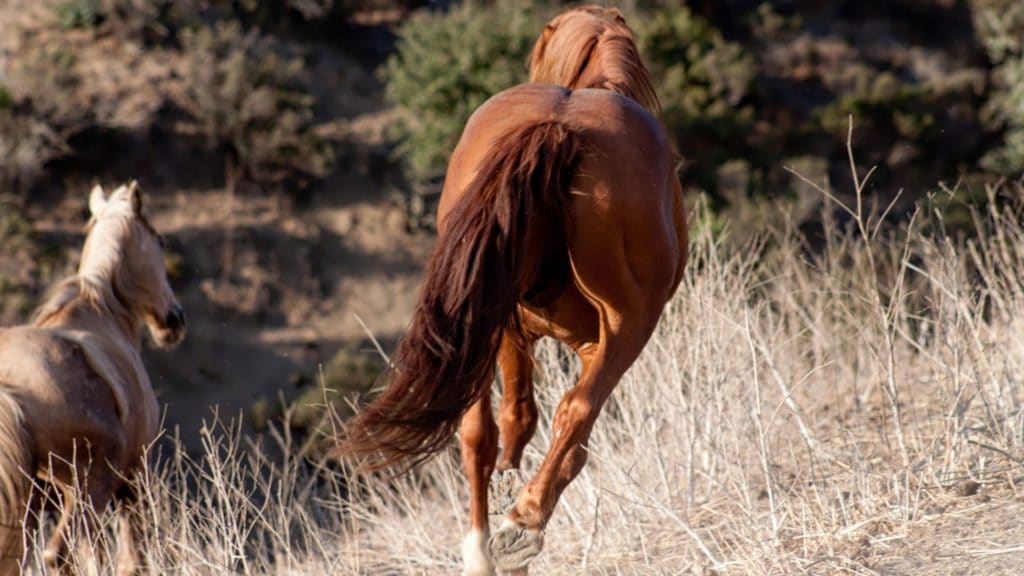 Picture of a horse running away,