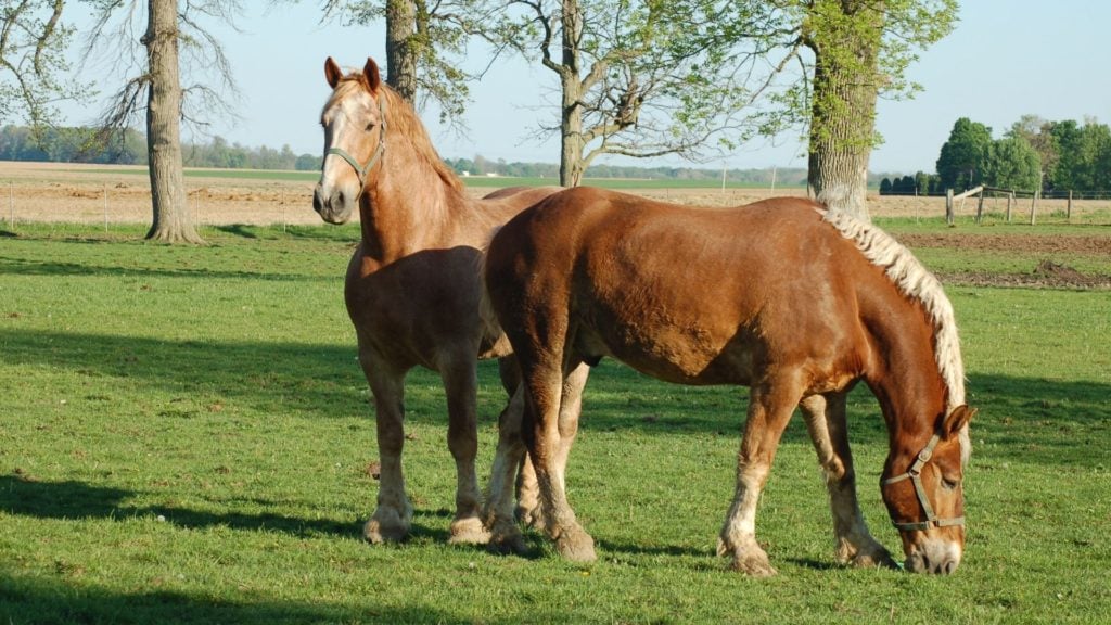 Picture of Belgian horse in a pasture,