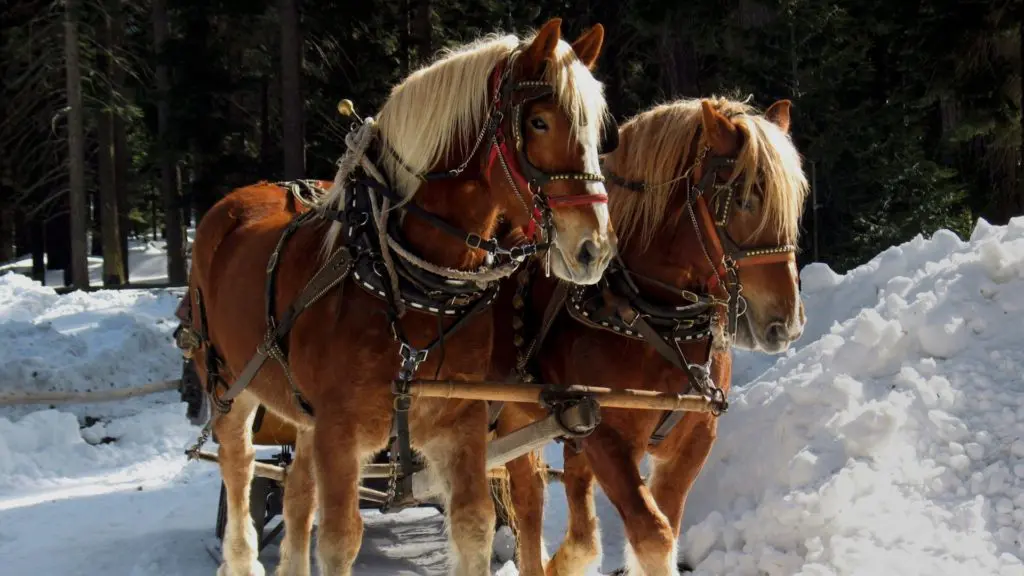 Picture of Belgian horses pulling a carriage through the snow.