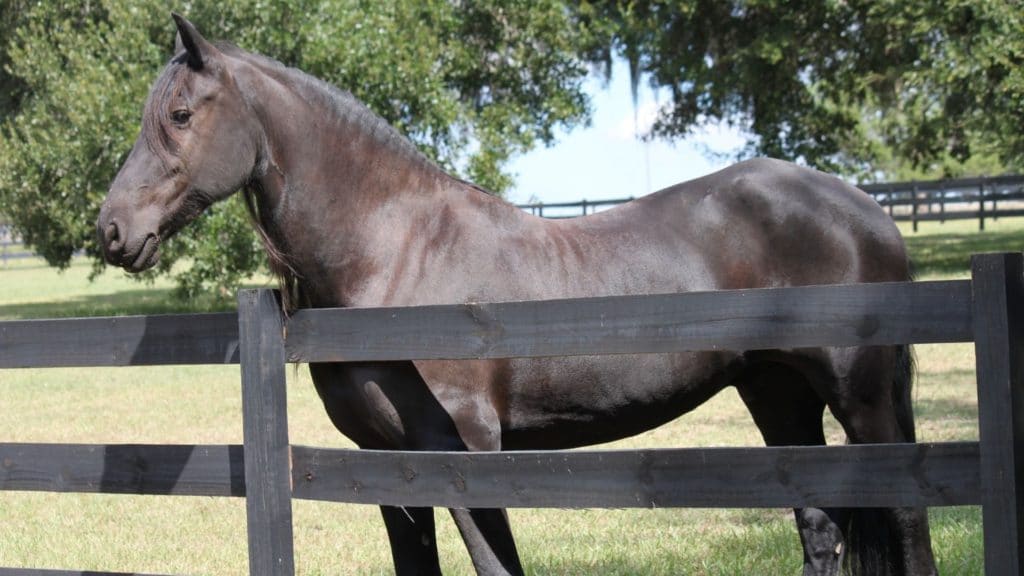 Picture of an old black horse.