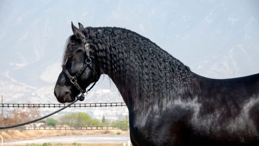 Picture of a black horse