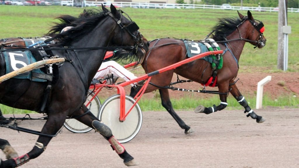 Picture of racing horses with their tongues tied.