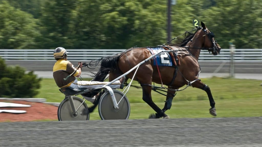 cart,harness racing,