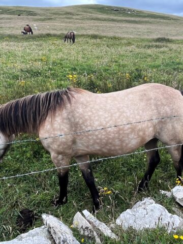Picture of a horse with a dapple coat.
