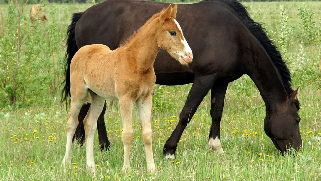 picture of a baby horse standing next to its mother, 