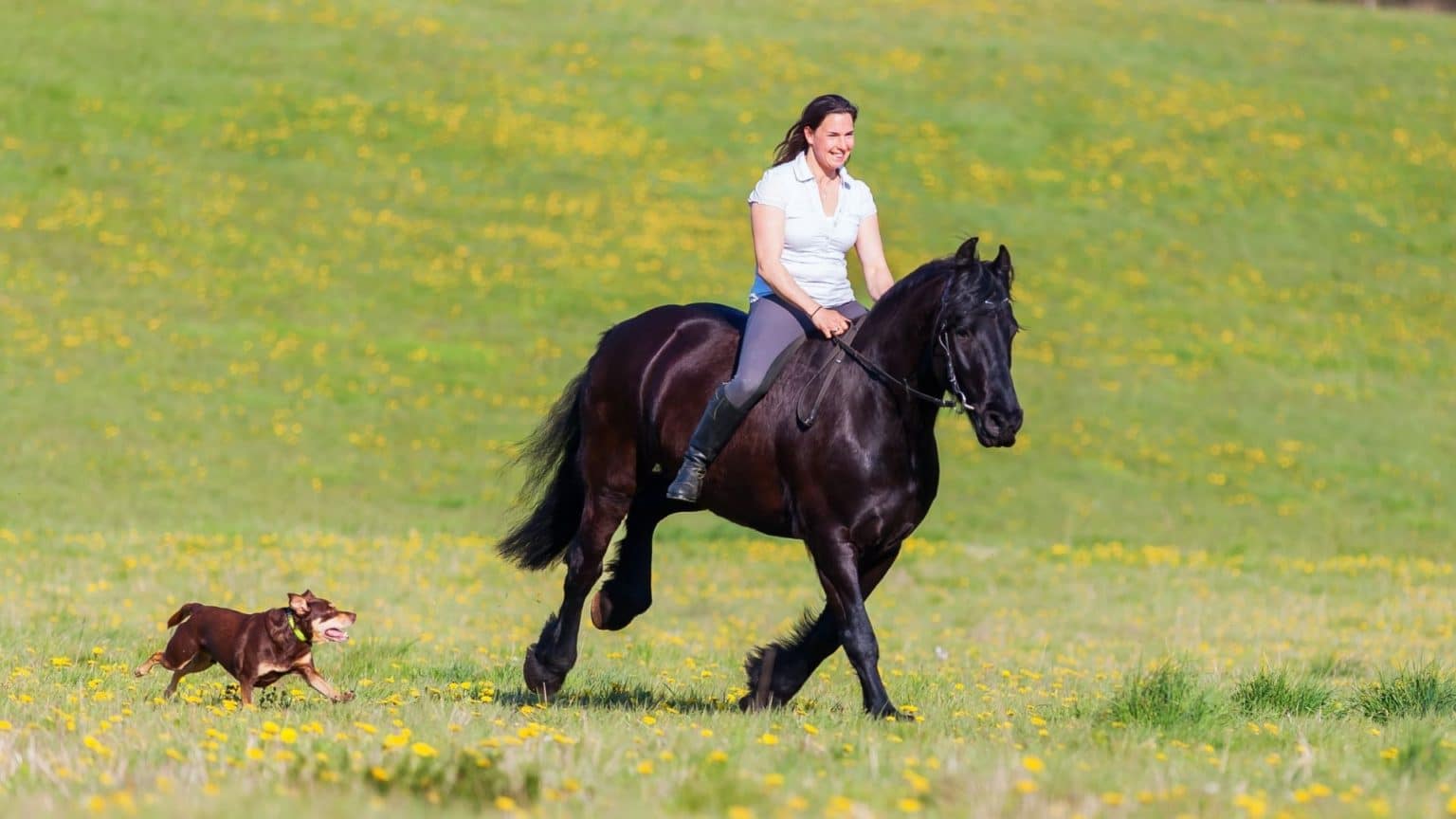 How far can a horse travel in a day plus fastest 100 miles 