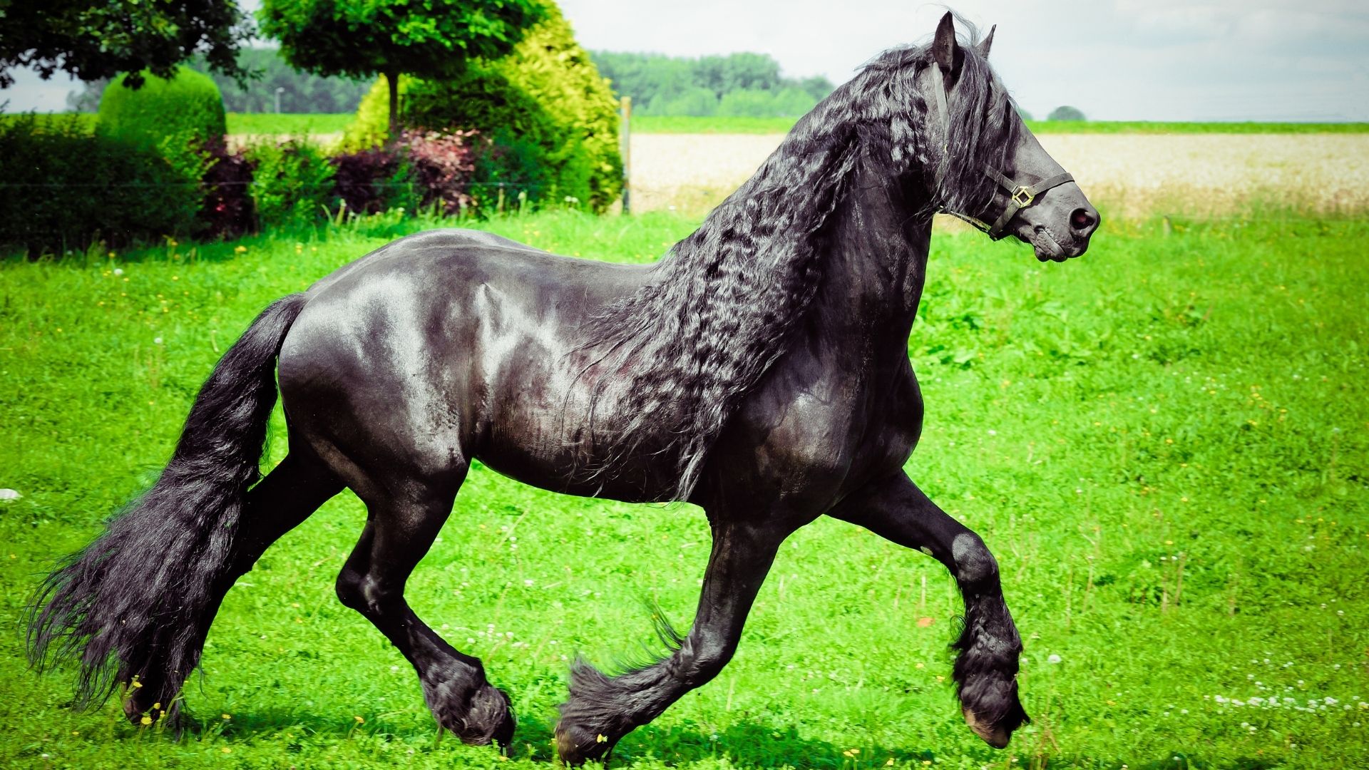 Cowboy with long blonde hair and horse - wide 11