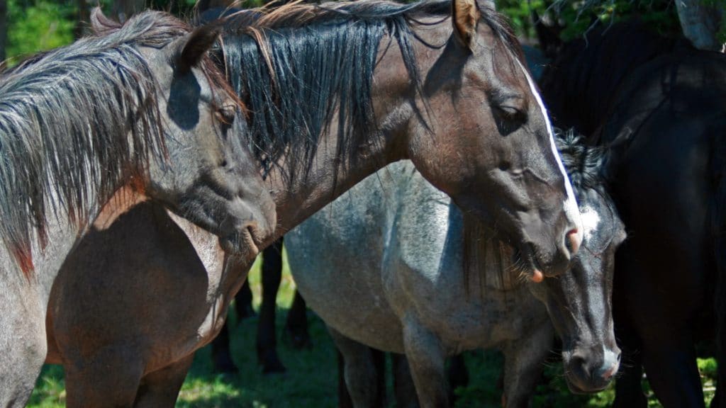 Picture of two grulla quarter horses.