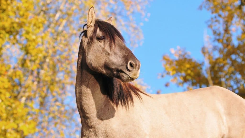 Picture of a light bay grulla horse. 