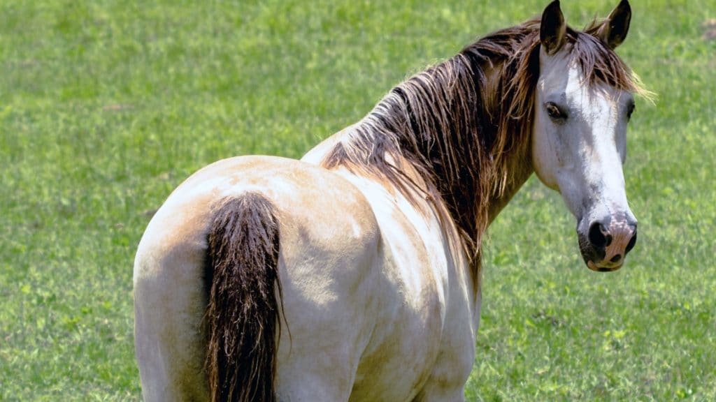 Picture of a light colored grulla,