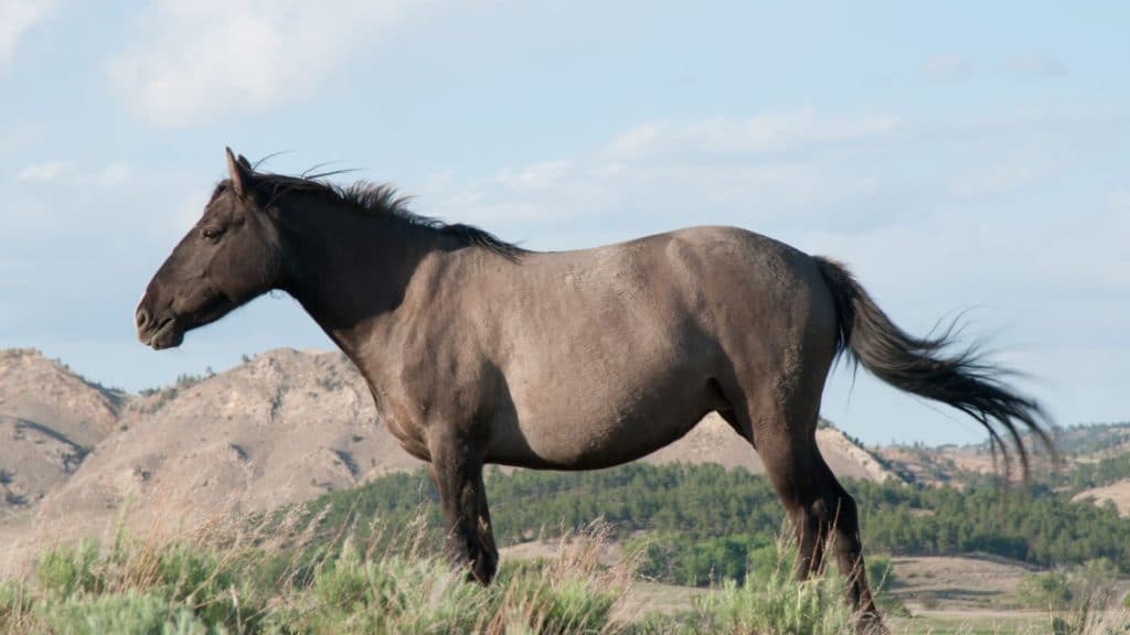 Picture of a wild grulla horse.