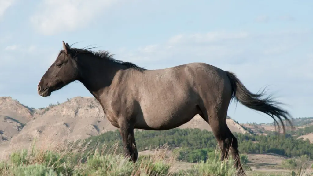 Picture of a wild grulla mustang
