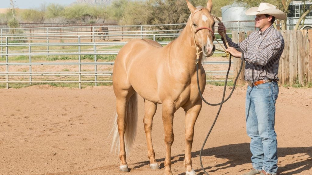 picture of a man standing next to an average sized quarter horse. 