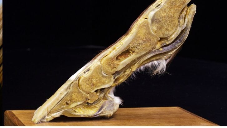 Ringbone in Horses: Causes, Symptoms, and Treatment.