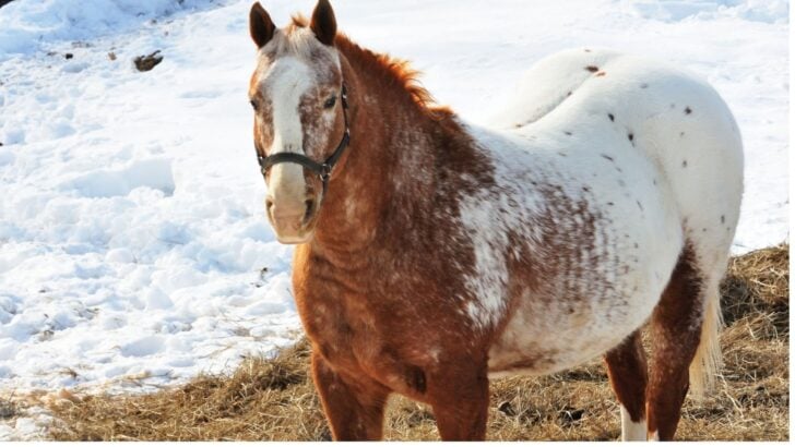 Picture of an appaloosa horse near snow.